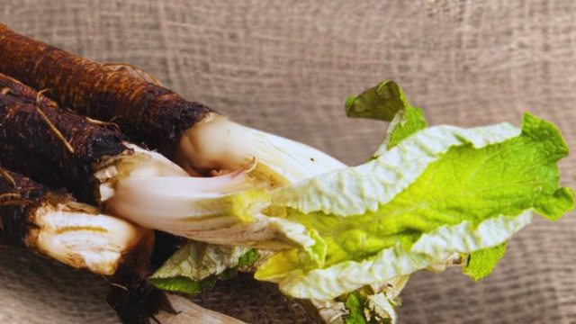 Burdock Root: The Underrated Prebiotic Powerhouse