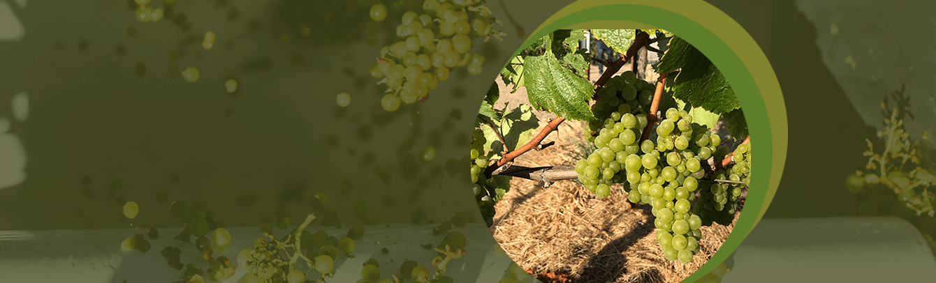 Benefit of chardonnay grapes