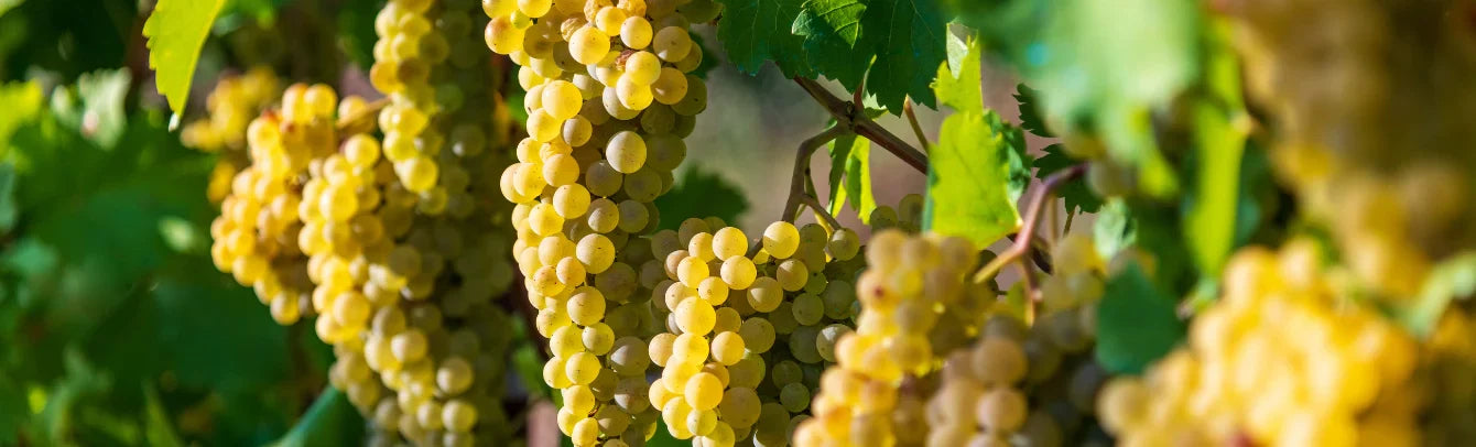 Peer-Reviewed Study Reveals Why Chardonnay Marc Performs So Well in Food and Beverage Formulations