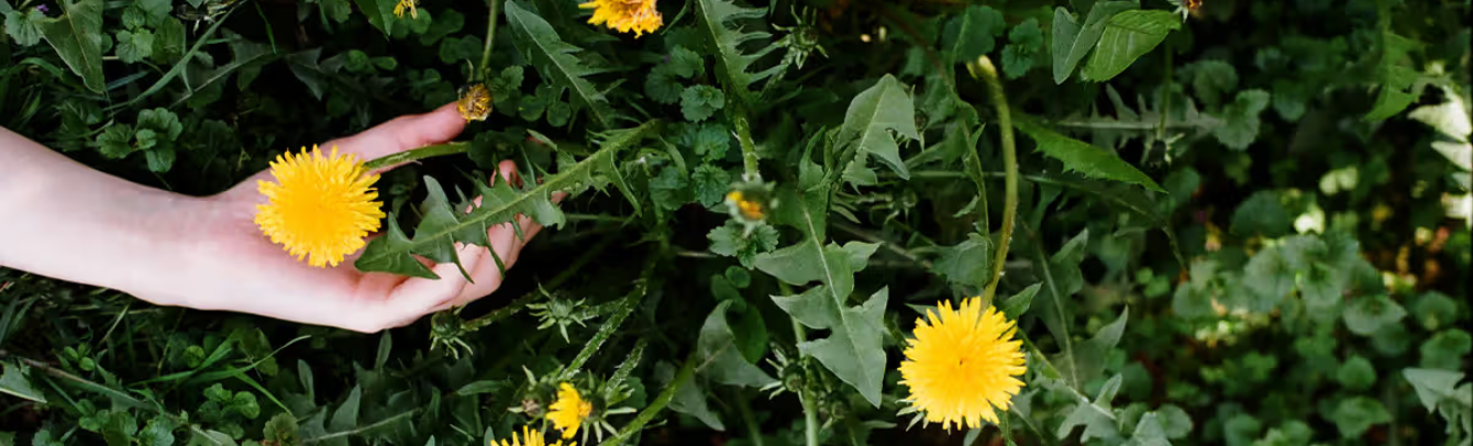7 Surprising Health Benefits of Dandelion Greens