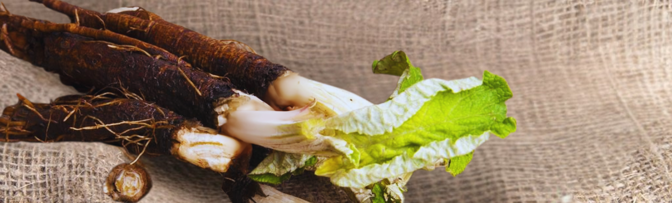Burdock Root: The Underrated Prebiotic Powerhouse