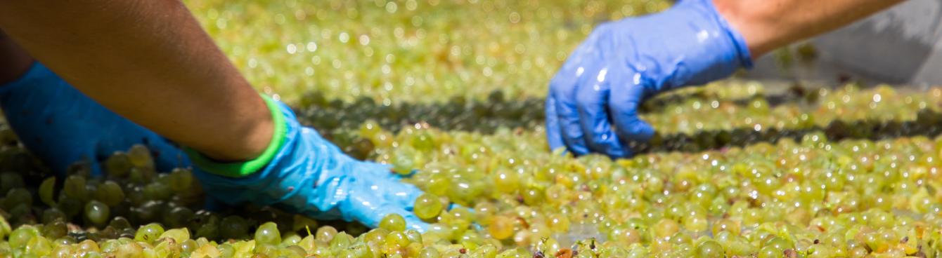 Unveiling the Hidden Health Treasures of Grape Pomace