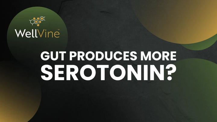 How the Gut–Brain Connection Impacts Mood